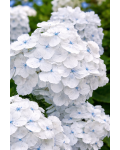 Гортензія широколиста Мадам Еміль Мульє|Hydrangea macrophylla Mme Em. Mouillere|Гортензия крупнолистная Мадам Емиль Мулье 